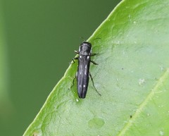 Agrilus obsoletoguttatus