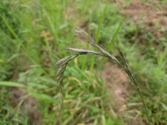 Elymus tsukushiensis