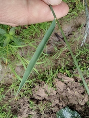 Elymus tsukushiensis