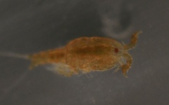 Tigriopus