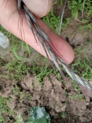 Elymus tsukushiensis