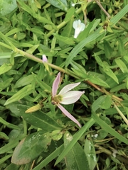 Lobelia chinensis