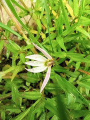Lobelia chinensis