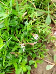 Lobelia chinensis