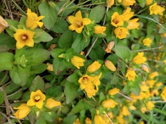 Lysimachia congestiflora
