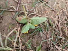 Lysimachia congestiflora