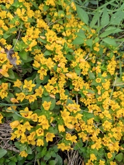 Lysimachia congestiflora