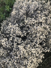 Achyrocline saturejoides