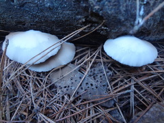 Crepidotus brunswickianus