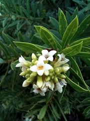 Daphne gnidium