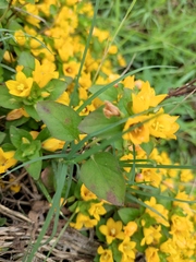 Lysimachia congestiflora