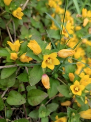 Lysimachia congestiflora