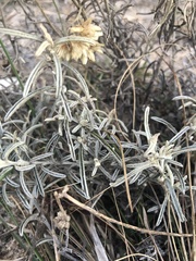 Achyrocline saturejoides