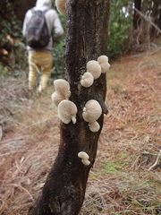 Crepidotus brunswickianus