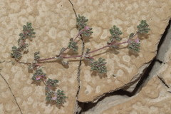Frankenia pulverulenta