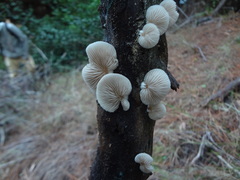 Crepidotus brunswickianus