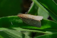 Clepsis senecionana