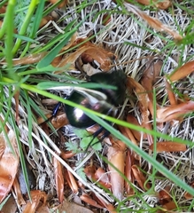 Trypocopris pyrenaeus