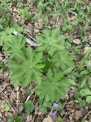 Napaea dioica