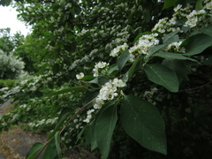 Cotoneaster hebephyllus