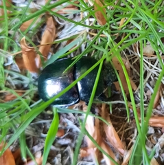 Trypocopris pyrenaeus