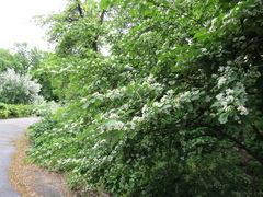 Cotoneaster hebephyllus