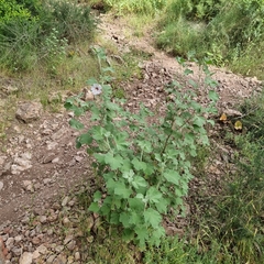 Malva subovata