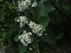 Cotoneaster hebephyllus