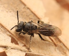 Andrena subopaca