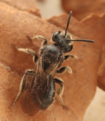 Andrena subopaca