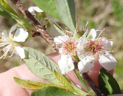 Prunus susquehanae