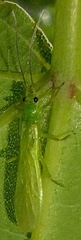 Alloperla