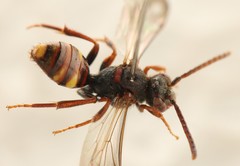 Nomada panzeri