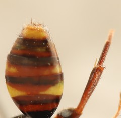 Nomada panzeri
