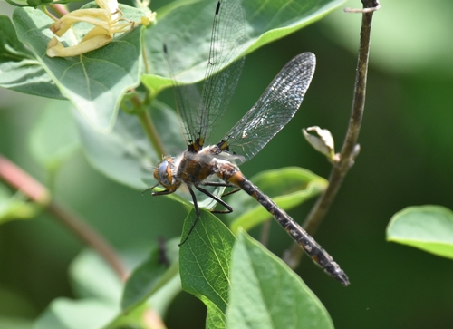 Uhler's Sundragon photo 3