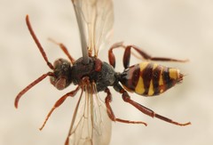 Nomada panzeri