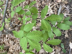 Phylloxera caryaefallax