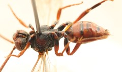 Nomada panzeri