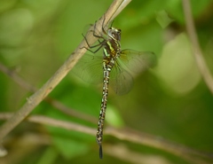 Rhionaeschna psilus