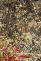Reseda phyteuma