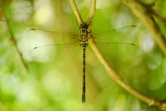 Rhionaeschna psilus