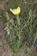 Scorzonera angustifolia
