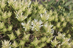 Thymus membranaceus