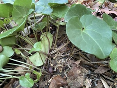 Hexastylis rhombiformis