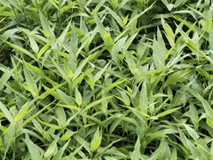 Hydrolea quadrivalvis