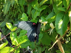 Papilio memnon thunbergii