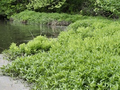 Hydrolea quadrivalvis