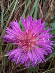 Centaurea pullata