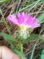 Centaurea pullata
