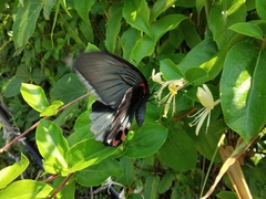 Papilio memnon thunbergii